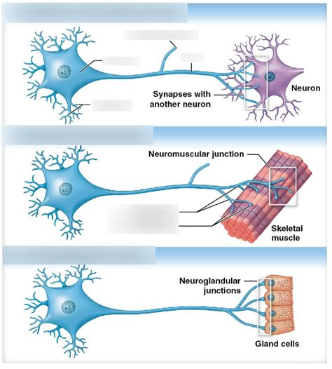 Types of Synapse Structures Diagram | Quizlet