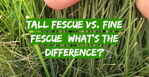 Tall Fescue Vs Fine Fescue Whats The Difference Grass Killer