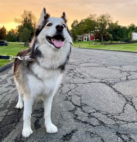 Border Collie Husky Mix (Border Husky): Owner's Guide