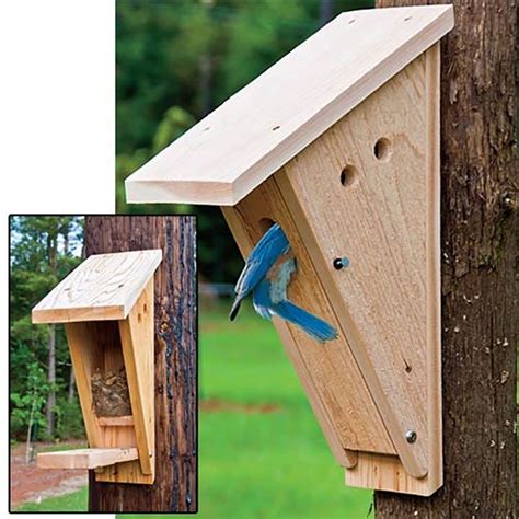 Where To Position A Nest Box