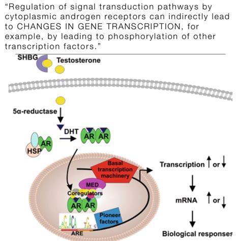 Regulation Of Signal Transduction Pathways By Cytoplasmic Androgen