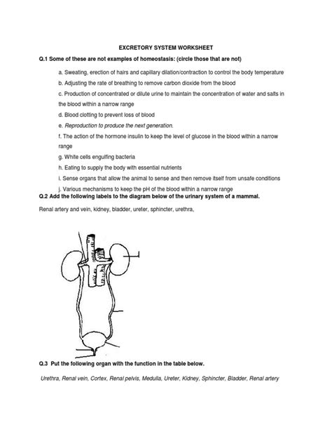 Excretory System Worksheet | PDF - Worksheets Library