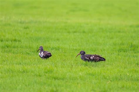 Premium Photo | Wattled Ibis Ethiopia wildlife Africa