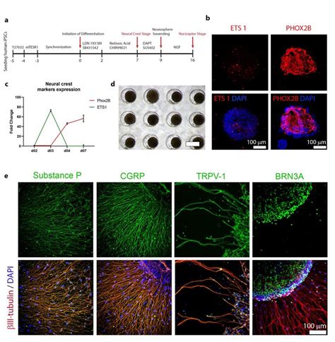 Differentiation Process Of Ipscs Into Nociceptor Neurons A Timeline