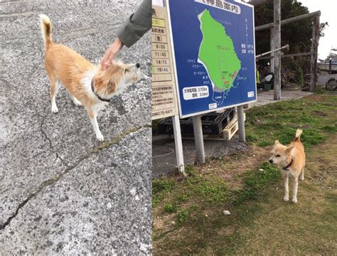 神の島「大神島」で島散策 🌺ぴーきぶろぐ🌴