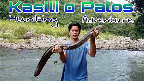 Pangha Hunting Ng Kasili Igat Palos Or Eel Fishing Adventure