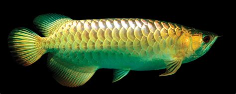 Golden Arowana