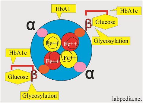 HbA1c and Diabetes - Labpedia.net
