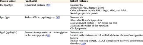 Proteins involved in peptidoglycan synthesis in the periplasm ...