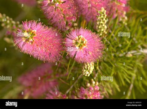 Bottlebrush Mauve Mist Hi Res Stock Photography And Images Alamy