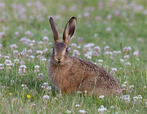 Young Hare Leveret Baby - Free photo on Pixabay