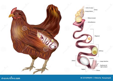 El Sistema Reproductivo De Las Gallinas Que Muestra El Ovario Y Las