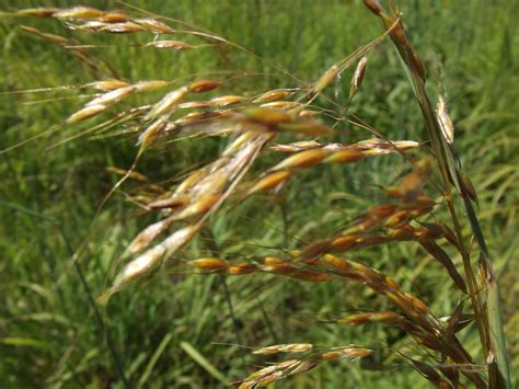 Big Bluestem Grass Seed Head