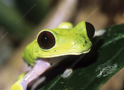 Cute Baby Red Eyed Tree Frogs