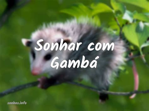 Sonhar Gamb Sonhos Info