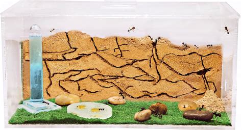 Amazon Sand Ant Farm Educational Formicarium For Live Ants