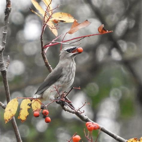 Carefully Selected Cedar Waxwing Guelph Ontario Canada Jan