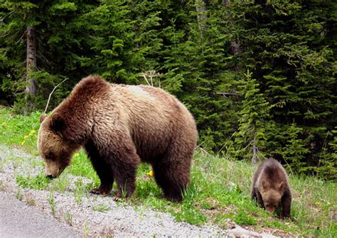 mama grizzly bear and cub | I took these from my car window … | Flickr