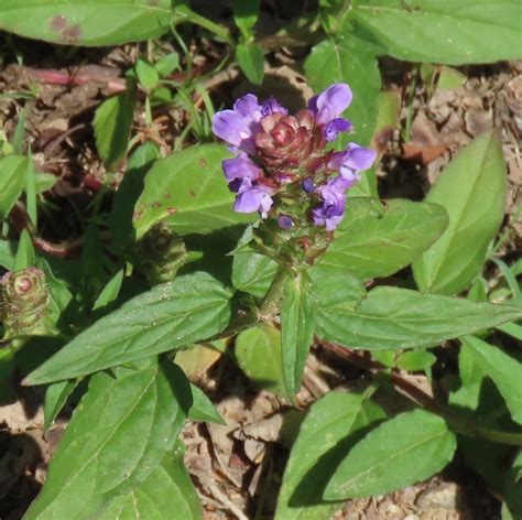 Heal All Prunella Vulgaris Edible Medicinal Uses Of Another