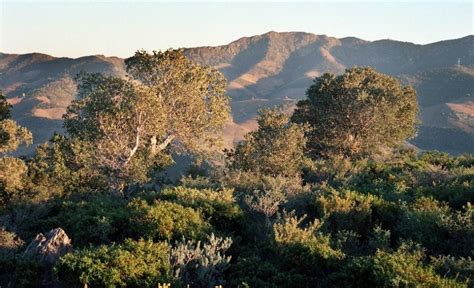 Reserva Natural De Interesse Nacional Da Albera Descobre Os