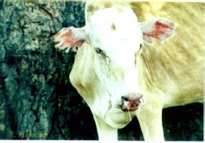 Rinderpest | Foreign Animal Disease Recognition