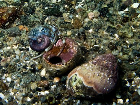 Naked Hermit Crabs Flickr