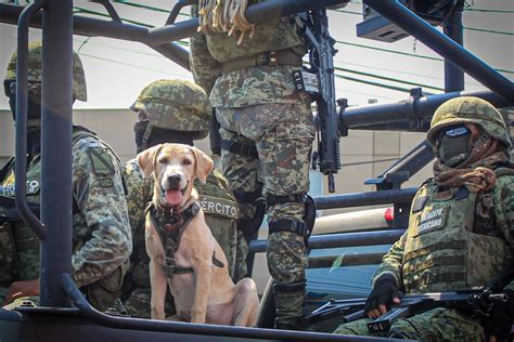 Militares Y Su Apoyo Canino