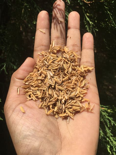 Rice Husk 100 Natural Rice Hulls Organic Compost Fertilizer