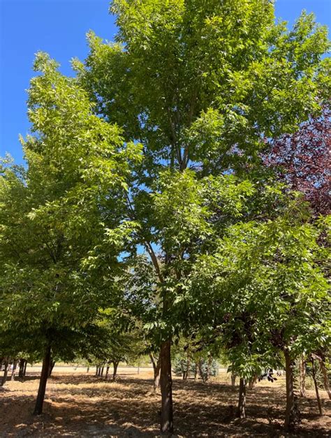 Autumn Purple Ash