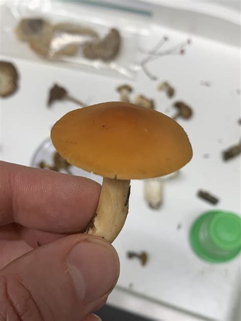 Cuphophyllus Pratensis Meadow Waxcap Mushrooms Of Ct