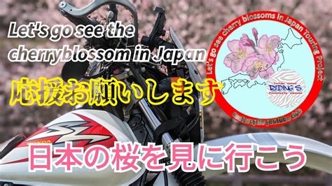 Let s go see the cherry blossoms in Japan日本の桜を見に行こうプロジェクト 神奈川県南足柄市春めき