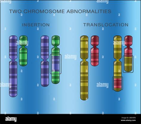 Chromosome translocation hi-res stock photography and images - Alamy