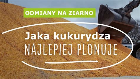 Jaka Odmiana Kukurydzy Najlepiej Plonuje Odmiany Tropical Dent Od