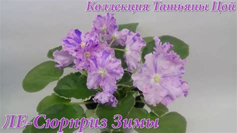 Фиалка ЛЕ-Сюрприз Зимы | Фиалки от Татьяны Цой - YouTube