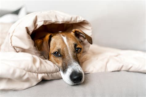 Perros Con Fiebre Qu Temperatura Deben Tener Adios Mascota