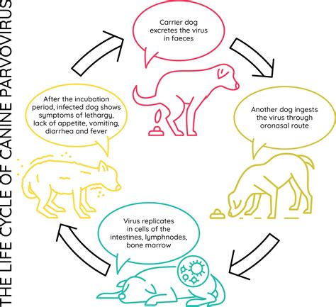 Do You Know Enough About Canine Parvovirus? – Maleny Veterinary Services