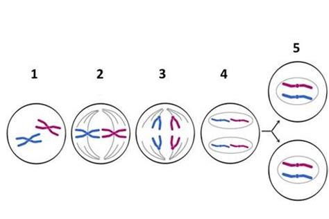 Lab 8 Mitosis Diagram Quizlet