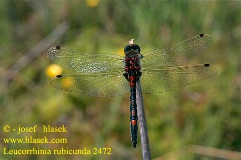 Leucorrhinia Rubicunda Northern White Faced Darter Ruby Whiteface