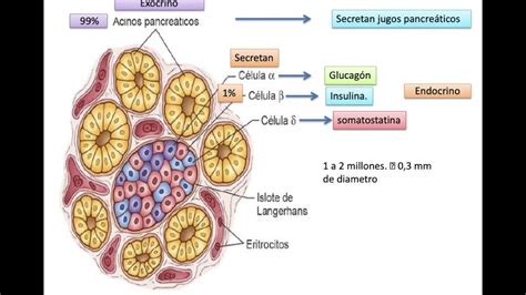 Insulina Y Glucagon Youtube