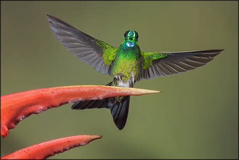 Hummingbirds of the World Gallery