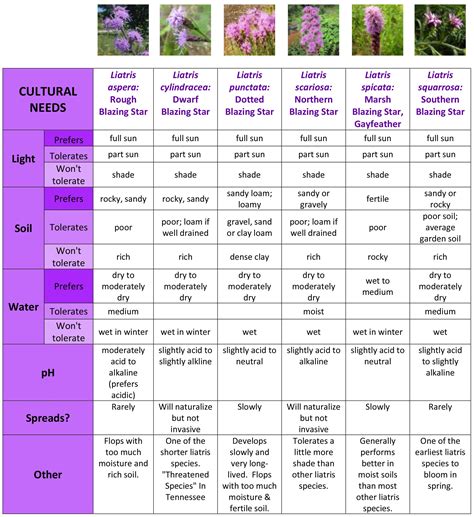 What kind of Liatris can I grow in my garden? | Native plant landscape