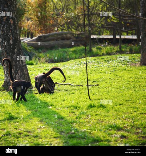 monkeys zoo very happy Stock Photo - Alamy
