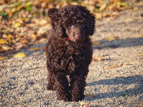 Poodle Miniature Dog - Free photo on Pixabay - Pixabay