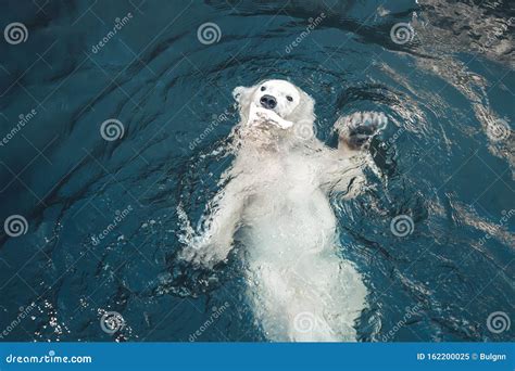 L Ours Polaire Nage Dans De L Eau Bleue Froide Et Se Nourrit Dans La