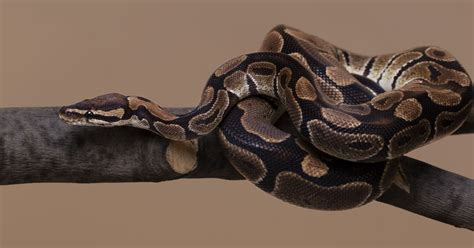 Types of Snakes That Are Safe to Keep as Pets