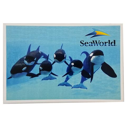 SeaWorld Postcard - Orca Whale Pod