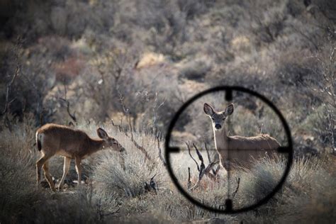 Stopping the Latest Outbreak Threat: Chronic Wasting Disease ...