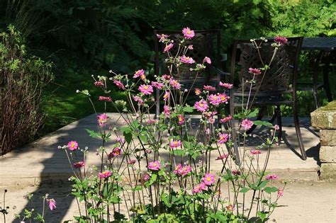 Japan Herbst Anemone Prinz Heinrich Beste Sorten And Stauden Wissen