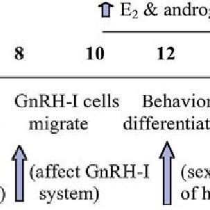 6 Stages in embryonic development. Diagram shows timing of ...