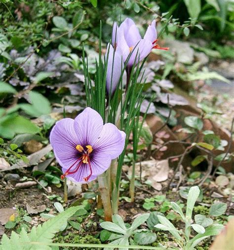 Krokus schöne Blumen Safrangewürz und Colchicin Stengel 2025